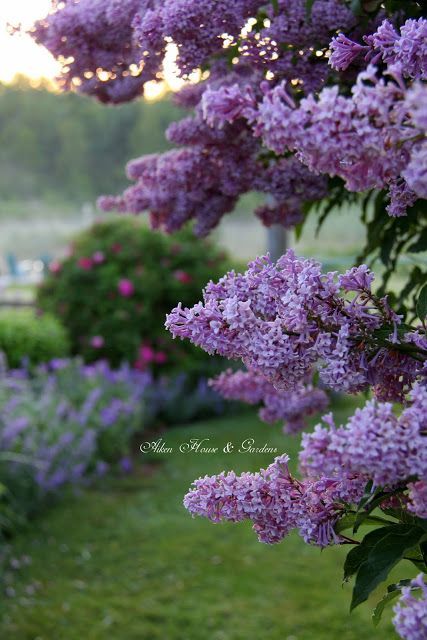 A Misty Morn in the Garden Lilac Bushes, نباتات منزلية, House Gardens, Garden Shrubs, Beautiful Blooms, Dream Garden, Love Flowers, Preston, Cottage Garden