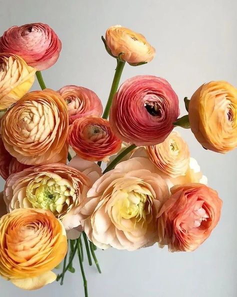 Alongside our subscriptions, we’re also offering beautiful seasonal bunches available for one-time orders! —Like these Ranunculus in white or our mystery colour of the week. 📅 Delivering every Thursday—place your order by Wednesday at 12PM to receive your blooms that week! #BouquetAndBunch #FlowerDelivery #SeasonalFlowers#ranunculus#freshflowersmelbourne#melbourneflowerdelivery Fall Aesthetic Decor, Fall Room Inspiration, Fall Room Decor Ideas, Winter Ceremony, Ranunculus Bouquet, Fall Room, Fall Room Decor, Colorful Arrangements, Fall Bedroom Decor