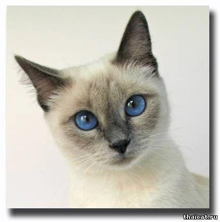 Siamese Beauty! #catsite Siamese Cats Blue Point, Blue Point Siamese, Pretty Blue Eyes, Siamese Kittens, Blue Point, Cat Names, Siamese Cats, Cats Meow, Beautiful Cat