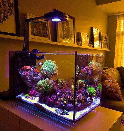 Small Reef Tank, Peninsula Reef Tank, Cool Fish Tank Ideas, Saltwater Tank Setup, Reef Tank Design, Coral Reef Tank, Reef Tank Aquascaping, Saltwater Aquarium Setup, Yellow Tang