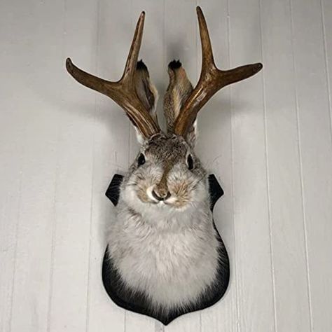 PRICES MAY VARY. [Deer Head Sculpture Wall Art]: Ahh, the ever-elusive and mythical jackalope! No home is complete without one! If you are looking for an extraordinary gift which might surprise you'll find it! It is durable, does not lose its authentic form, doesn't go out of style and will last more than lifetime. [Jackalope Mount]: This is a beautiful taxidermy jackalope wall-mounted rabbit. This guy is cute and looks great on the wall of your collection! There is a metal hook on the back that Antler Wall Hanging, Deer Head Wall Mount, Animal Wall Mount, Animal Head Wall Decor, Animal Head Wall, Rabbit Head, Head Statue, Animal Statues, Decor Figurines