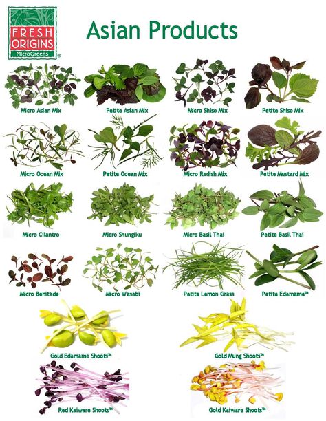 types of asian greens | What would you do with our Asian products?? Microgreens Garden, Microgreens Recipe, Micro Herbs, Asian Spices, Micro Greens, Nutrition Chart, Growing Microgreens, Chinese Herbs, Culinary Herbs