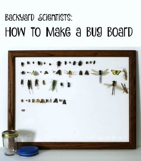 DIY Bug Board.  Turn your kids into backyard scientists with their very own bug board!  Great for studying insects or a homeschool science project! Diy Museum Display, Middle School Insect Project, Insect Collection Project, Entomology Decor, Homeschool Science Projects, Bug Board, Insect Box, Nature Studies, Insect Taxidermy