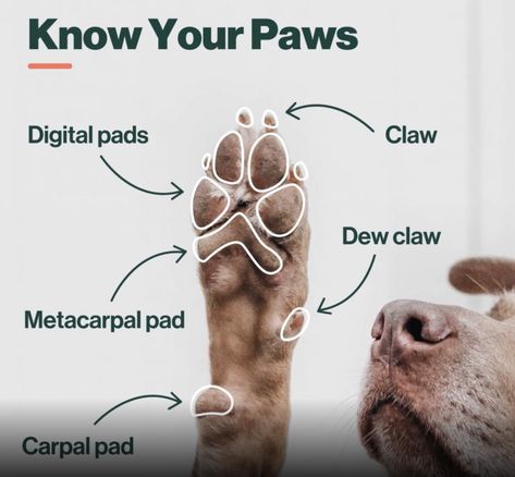 The Wonder of Your Dog's Paws and How To Take Care of Them - The Farmer's Dog Dog Paw Care, Dog Dry Skin, Dog Paw Pads, Dog Marketing, Pet Branding, Paw Care, City Dog, Modern Pet, Dog Nails