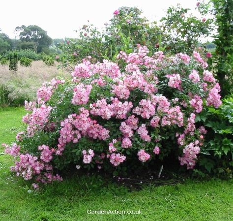 Ballerina Angels Envy, Ballerina Rose, Magical Cottage, Rose Plant Care, Garden Homestead, Farm And Garden, Planting Hydrangeas, Shrub Roses, Rose Pictures