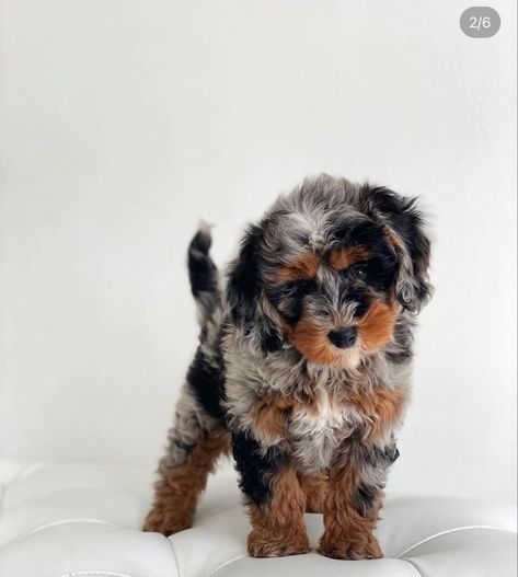 Good Dog Breeds, Doodles Puppies, Micro Bernedoodle, Ausidoodle Puppies, Aussie Doodle, Mini Aussie Doodle, Aussiedoodle Aesthetic, Mini Aussiedoodle, Mini Ausidoodle Puppies