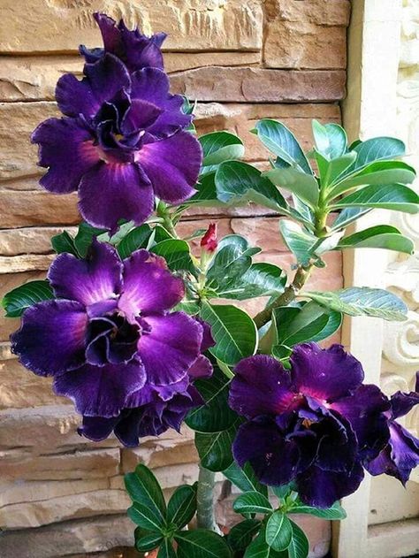 Purple Desert, Rose Plant Care, Desert Rose Plant, Adenium Obesum, Bonsai Flower, Rose Seeds, Growing Roses, Planting Roses, Flowers Perennials