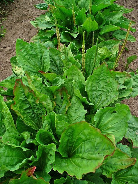 Known as a plant of HEALING!  This herb is great for numerous conditions and… Flower Spike, Wild Food, Growing Herbs, Medicinal Herbs, Lungs, Medicinal Plants, Perennial Plants, Home Remedies, Perennials