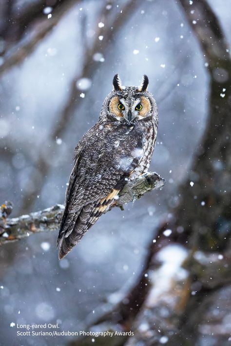 In winter, sometimes groups of a dozen or more Long-eared Owls may be found roosting together in groves of conifers, willows, mesquites, or other trees. Elf Owl, Winter Lovers, Bird Facts, Long Eared Owl, Bird Illustrations, Winter Owl, Hoot Owl, Exotic Animals, Ice Dance