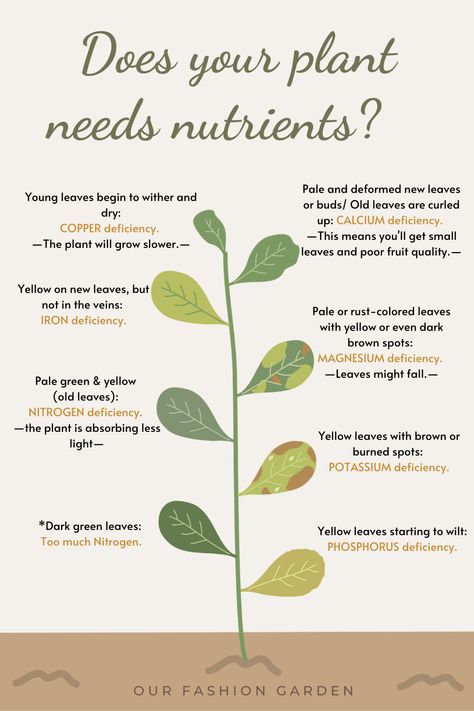 Our Fashion Garden. How to know if your plants need nutriets by their color. What does the color of the leaves mean? #Plantmom #PlantTips #Brownleaves #YellowLeaves When To Bring Plants Indoors, Plant Tips For Beginners, Tips For Plants, How Many Plants Per Person, Plant Tips Indoor, How To Take Care Of Plants, Plants And Their Names, House Plant Tips, Indoor Plant Tips