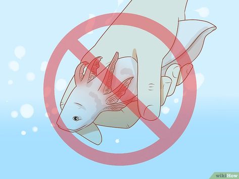 How To Take Care Of An Axolotl, Axolotl Care, Aquarium Chiller, Tiger Salamander, Axolotl Tank, Large Fish Tanks, Freshwater Plants, Roblox Funny Videos, Aquarium Sand