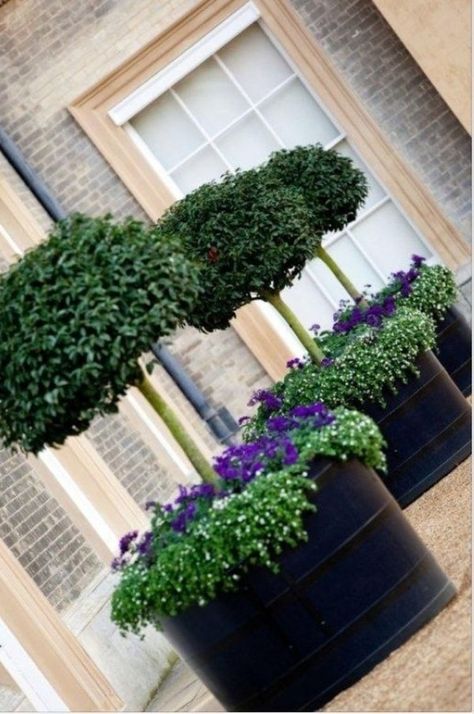 Large Black Planter - Ideas on Foter Beech Topiary, David Williams, Purple Pansies, Rose Tree, English Summer, Topiary Garden, Wine Barrels, 카페 인테리어 디자인, Outdoor Pots