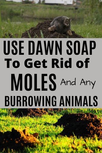 Mole Removal Yard, Moles In Yard, Burrowing Animals, Loft Vibes, Dawn Soap, Mole Repellent, Lawn Pests, Garden Remedies, Mole Removal