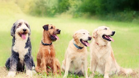 15 Tips for Managing a Multi-Dog Household Dog Organization, Dog Stock Photo, Dogs Pictures, Dog Breeding, Every Dog Breed, Animal Behaviorist, Reactive Dog, Multiple Dogs, Group Of Dogs