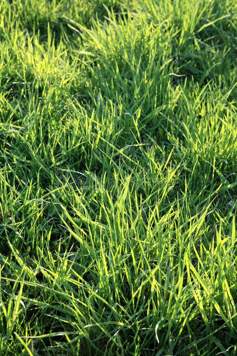 Grass lawn. Close up of blades of grass, close up of sun kissed lawn , #Aff, #Close, #blades, #Grass, #lawn, #sun #ad Grass Close Up, Sun Kissed, Close Up, Lawn, Photo Image, Royalty Free Stock Photos, Herbs, Stock Photos, Sun