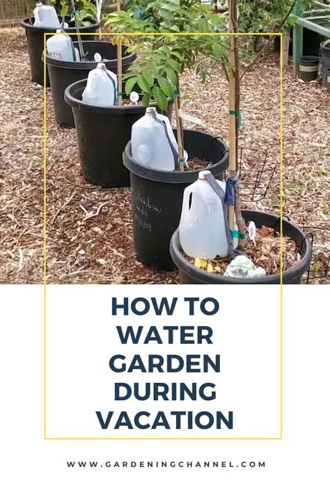 container irrigation jug drip system with text overlay how to water garden during vacation Watering Raised Garden Beds, Easy Gardening Hacks, Watering Bulbs, Plant Watering System, Garden Watering System, Self Watering Plants, Bucket Gardening, Outside Plants, Self Watering Pots