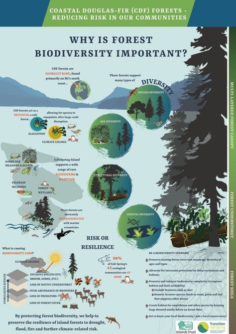 Infographic: Why is forest biodiversity important? – Transition Salt Spring Society Forest Infographic Design, Wildlife Posters Ideas, Nature Infographic Design, Forest Infographic, Science Infographic Design, Biodiversity Infographic, Nature Infographic, Chipko Movement, Biodiversity Project