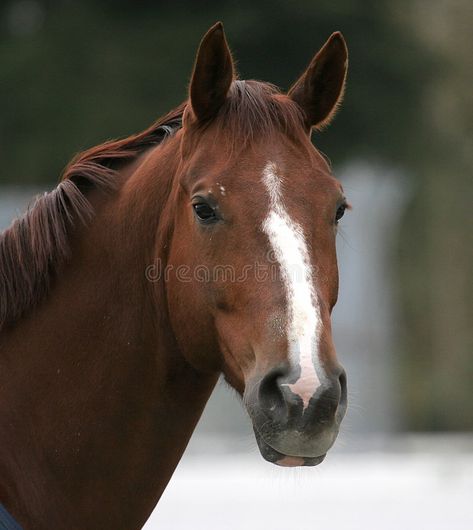 Portrait of brown horse. With white nose outdoors , #AD, #horse, #brown, #Portrait, #outdoors, #nose #ad Horse Nose, Brown Portrait, Horse Brown, Christmas Illustrations, Dream Horse, Brown Horse, White Line, Christmas Illustration, Free Vector Graphics