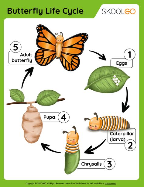 Life Cycle Of Butterflies Preschool, Caterpillar Stages Butterfly Life Cycle, Butterfly Life Cycle Anchor Chart, Butterfly Stages Life Cycles, Butterfly Cycle Activities, 3d Butterfly Life Cycle Craft Template Printable, Life Cycle Of Butterfly Activities, Butterflies Life Cycle, Lifecycle Of A Butterfly Free Printable