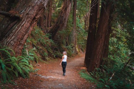 The Complete Guide To Hiking The Skyline-To-The-Sea Trail Big Basin Redwoods State Park, Big Trees California, Today's Inspiration, Big Basin, Coastal Redwood, Cali Trip, Santa Cruz California, Mexico Destinations, Forest Trail