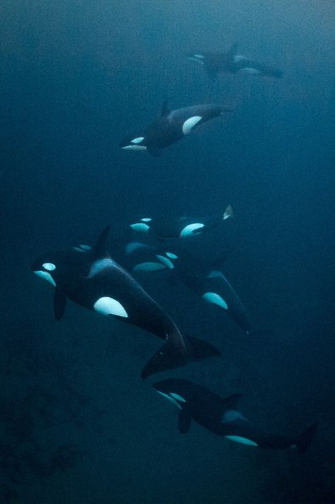 Orca Underwater Photography, Orca Backgrounds, Orca Pod, Orca Whale, Underwater Animals, Beautiful Sea Creatures, Orca Whales, Most Beautiful Animals, Killer Whale