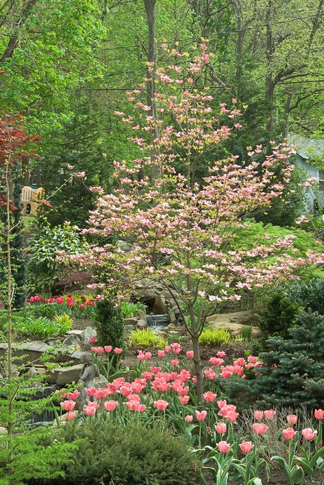 Pagoda Dogwood, Flowering Dogwood, Trees For Front Yard, Japanese Tree, Front Yards, Dogwood Trees, Landscape Designs, Have Inspiration, Ornamental Trees