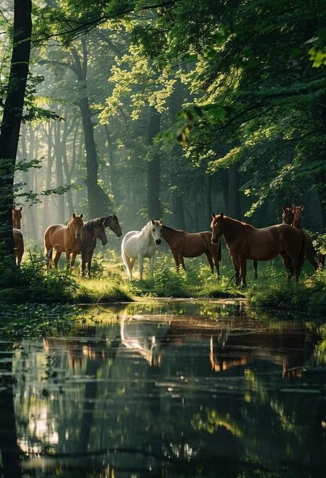 Beautiful Horses Photography, Wild Animals Photography, Cute Horse Pictures, Rasy Koni, Horse Wallpaper, Horse Aesthetic, Majestic Horse, Horse Drawings, Cute Horses