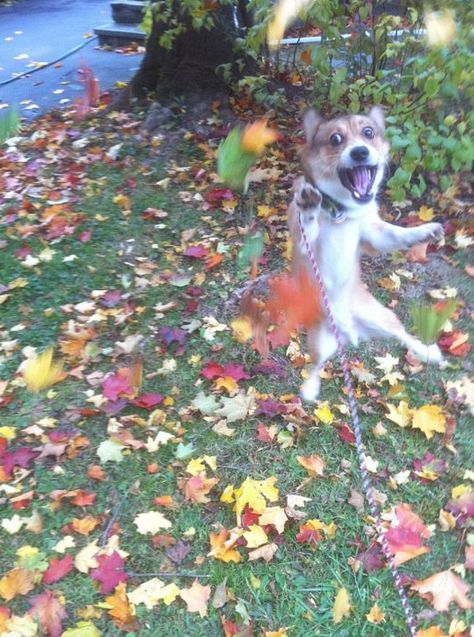 what the heck are these things falling in front of my face.......HELP HELP Fall Humor, Fall Dog, List Of Animals, Funny Animal Pictures, Dog Photos, Jack Russell, Rottweiler, Dog Pictures, Funny Photos