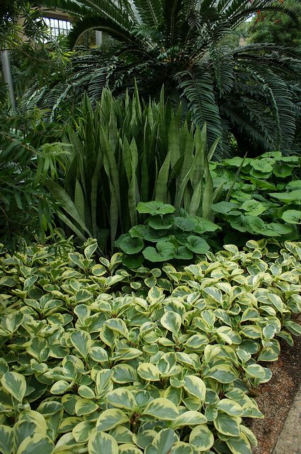 Peperomia obtusifolia 'Variegata', Sansevieria by KarlGercens.com, via Flickr Peperomia Obtusifolia, Balinese Garden, Tropical Landscape Design, Tropical Garden Design, Jungle Gardens, Tropical Backyard, Desain Lanskap, Garden Landscape Design, Tropical Landscaping