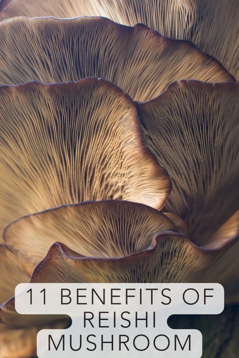 Lions Mane Benefits, Reishi Mushroom Benefits, Lion's Mane Mushroom, Mushroom Benefits, Mushroom Hair, Mushroom Cultivation, Lions Mane Mushroom, Lion's Mane, Mushroom Powder