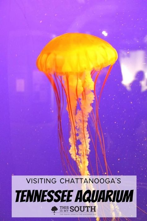 The Tennessee Aquarium in Chattanooga has become the leader in environmental education and preservation in Tennessee. Use the travel guide from This Is My South for the best tips on visiting the Aquarium. The jellyfish exhibit is very popular, seeing them floating all around you. You will find the best things to see, where to stay, and what to eat near there. Use these travel tips from our guide and plan your time at the Tennessee Aquarium the next time you are in Chattanooga. Imax Theater, Visit Tennessee, Tennessee Aquarium, Girls Weekend Getaway, Southern Travel, Girlfriends Getaway, Bucket List Vacations, Big River, Tennessee River