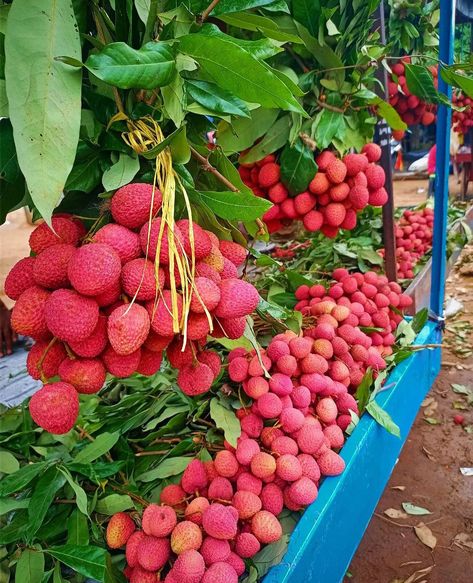 Hawaii Fruit, Vegetables Pictures, Lychee Tree, Fruits And Vegetables Pictures, Vegetable Farm, Godzilla Monsters, Vegetable Pictures, Vegetable Farming, Farm Lifestyle