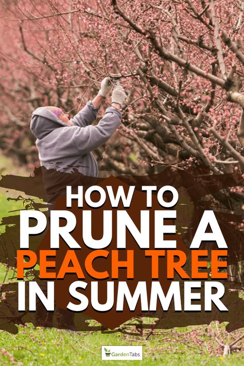 How To Prune A Peach Tree In Summer Pruning Peach Trees, Peach Tree Care, Growing Peach Trees, Store Vegetables, Fruit Tree Garden, Prune Fruit, Weeping Cherry Tree, Pruning Fruit Trees, Growing Trees