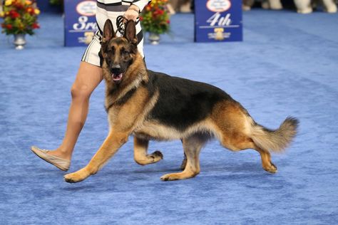 Part of the Herding Group at the National Dog Show 2019 Cool Pictures Of Animals, Sheperd Dogs, Show Dogs, Golden Retriever Baby, German Sheperd Dogs, German Shepherd Pictures, German Shepherd Funny, Dog Sports, Herding Dogs