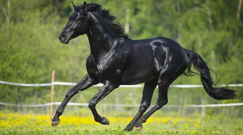 Fat Horse, Equine Acupressure, Tennessee Walking Horse, Cai Sălbatici, Walking Horse, Andalusian Horse, Black Horses, Horse Pattern, All The Pretty Horses