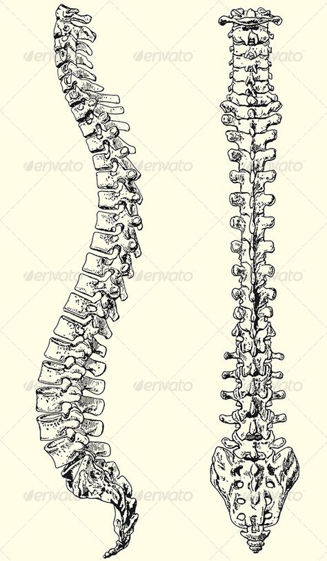 i want a spine with an A.S. ribbon wrapped around it Vertabae Spine Tattoo, Spine Diagram Anatomy, Spine Art Reference, Skull And Spine Drawing, Human Spine Tattoo, Spinal Cord Anatomy Drawing, Lumbar Vertebrae Anatomy, Spine Drawing Tattoo, Human Spine Anatomy