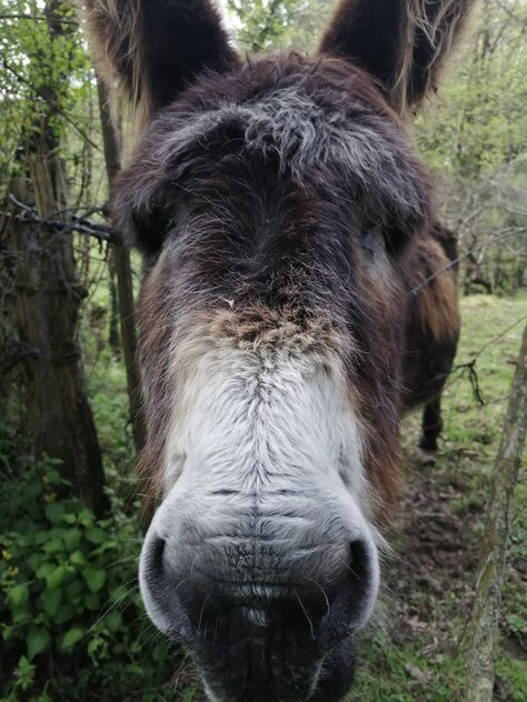 Burro de frente, animal, campo Burritos, Goats, Horses, Animals