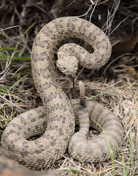 Diamondback Rattlesnake Tattoo, Western Rattlesnake, Eastern Diamondback Rattlesnake, Rattlesnake Tattoo, Western Diamondback Rattlesnake, Snake Photos, Poisonous Snakes, Snake Wallpaper, Snake Venom