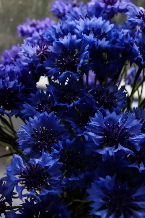 Cornflower Flower, Cornflower Blue Wedding, Flower Garden Design Ideas, Flower Gardening Ideas, Garden Ideas Flower, Flower Garden Ideas, Indigo Flower, Goth Garden, Dark Blue Flowers