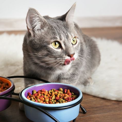 Grain Free Cat Food, Cat Food Brands, Grain Free Diet, Cat Diet, Best Cat Food, Food Types, Natural Pet Food, Food Texture, Oils For Dogs