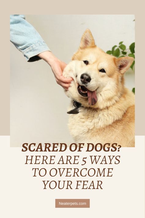 Scared of Dogs? Here are 5 Ways to Overcome Your Fear Fear Of Dogs, Parent Tips, Health Professional, Pet Advice, Dog Help, Overcoming Fear, Health Professionals, Pet Parent, Dog Days