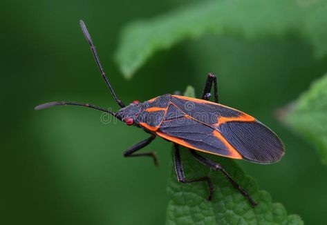 Box Elder Bug. These harmless bugs overwinter in homes and emerge to mate and mu , #Aff, #bugs, #overwinter, #homes, #harmless, #Box #ad Box Elder Bugs, Bug Identification, Bug Infestation, Hgtv Garden, Box Elder, Bug Control, Overwintering, Pest Management, Beautiful Bugs