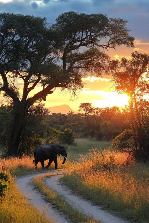 "Embark on a thrilling Safari in South Africa! 🦁🌍 Witness majestic wildlife in their natural habitat, enjoy breathtaking landscapes, and experience the adventure of a lifetime. 🚙🌿 #SouthAfricaSafari #WildlifeAdventure #Nature" South Africa Safari Aesthetic, South African Aesthetic, South Africa Aesthetic, Elephant Aesthetic, South Africa Nature, Safari Aesthetic, November Moodboard, South Africa Animals, Africa Aesthetic