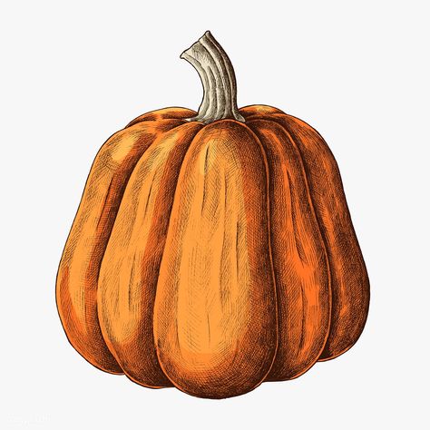 Fresh ripe pumpkin drawing illustration | premium image by rawpixel.com / sasi #Illustration #foodblogger #foodanddrink #foodie #healthyfood Carrot Drawing, Pineapple Drawing, Pineapple Vector, Pumpkin Drawing, Vegetable Illustration, Pumpkin Illustration, Pumpkin Vector, About Halloween, Pumpkin Pumpkin