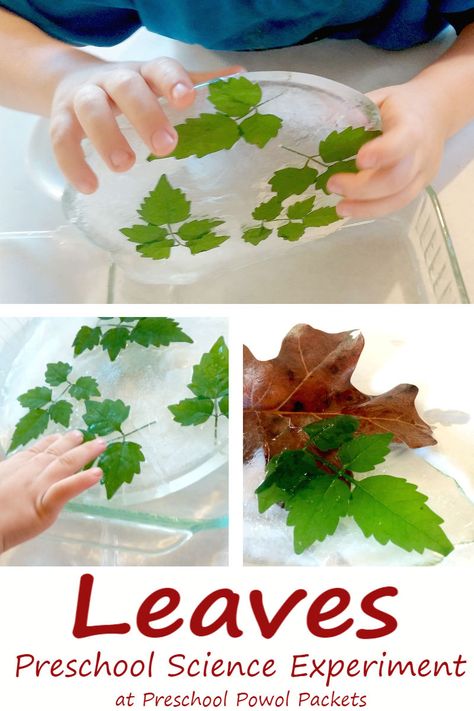 Preschool science experiment with leaves! Great investigation for great minds in little bodies! Also makes a fun STEM activity! Part of the Virtual Book Club for Kids! Leaves Preschool, Leaf Science, Book Club For Kids, Fun Stem Activities, Fall Science, Preschool Science Activities, November Crafts, Science Experiments For Preschoolers, Tree Study