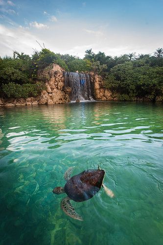 Mr Sea turtle on Miyako island, would love to swim with turtles! :) Japan Beach, Japan Picture, Okinawa Japan, Okinawa, Japan Travel, Historical Sites, Sea Turtle, Beautiful World, Places To See