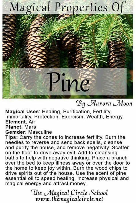 Magickal properties of Pine Magickal Herbs, Witch Herbs, Magia Das Ervas, Green Witchcraft, Magic Herbs, Magical Herbs, Wiccan Spell Book, Pagan Witch, Herbal Magic