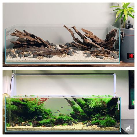 Shallow Aquarium Aquascape, Shallow Tank Aquascape, Aquascape Design Natural, Shallow Aquascape, Shallow Aquarium, Saltwater Aquarium Beginner, Biotope Aquarium, Discus Aquarium, Fish Aquarium Decorations