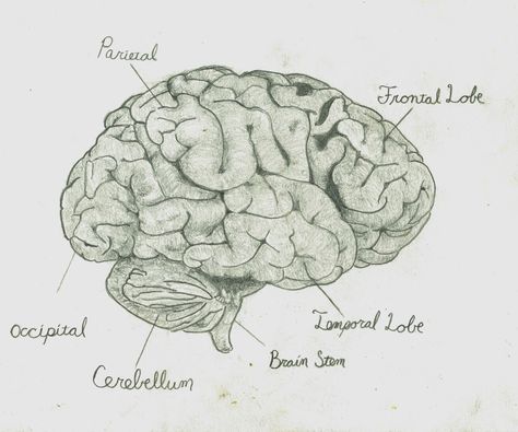 pencil drawing of a brain by Trevor Sim Brain Sketch Anatomy, Brain Parts Drawing, Brain Pencil Drawing, Drawing Of Brain, Draw A Brain, Human Brain Drawing, Moms Tattoo, Drawings With Meaning, Brain Drawing