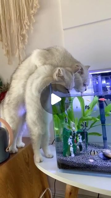 Animal Funny Videos, Cats Funny Pics, Mediterranean Breakfasts, Funny Dog And Cat Videos, Silly Cats Videos, Animal Videos Funny, Funny Cats Video, Cat Tricks, Cat Silly